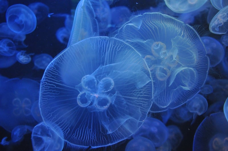 Scuba Diving in Exotic Waters