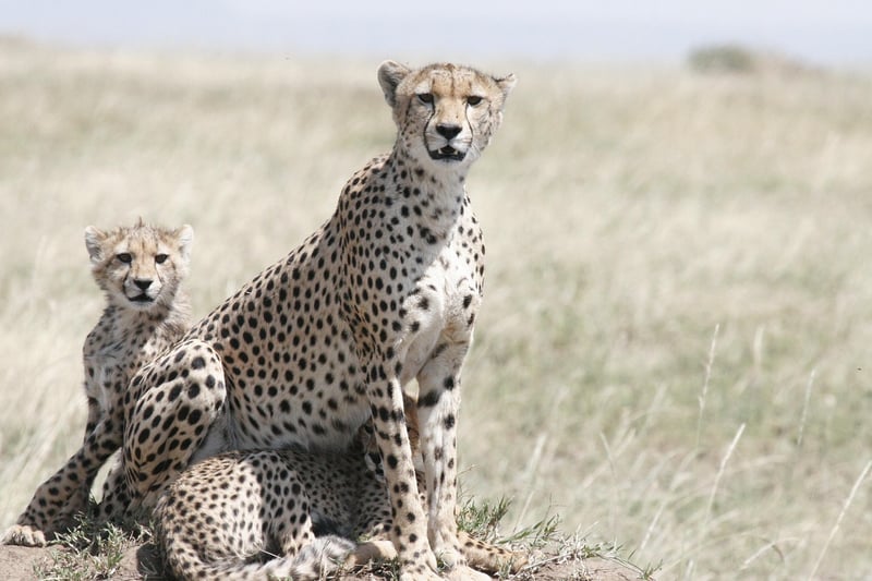 Tracking Big Cats in the Savannah
